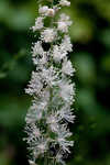 Black bugbane <BR>Black cohosh